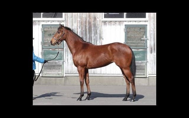 動きも気性も不安なし。アドマイヤラヴィは母の果たせなった夢を叶えるか