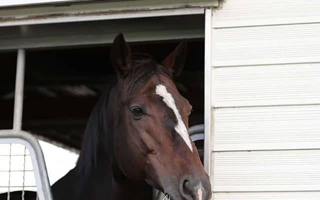 【地方競馬】新種牡馬ワンアンドオンリーの産駒が高知で初勝利！