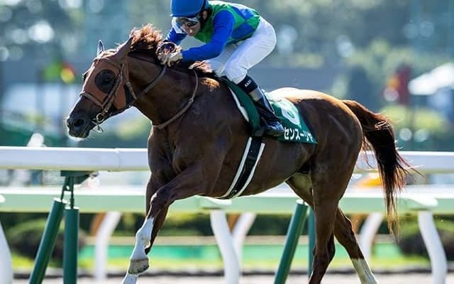 “充実の夏”トーセンスーリヤはローエングリンの最高傑作ロゴタイプと同配合