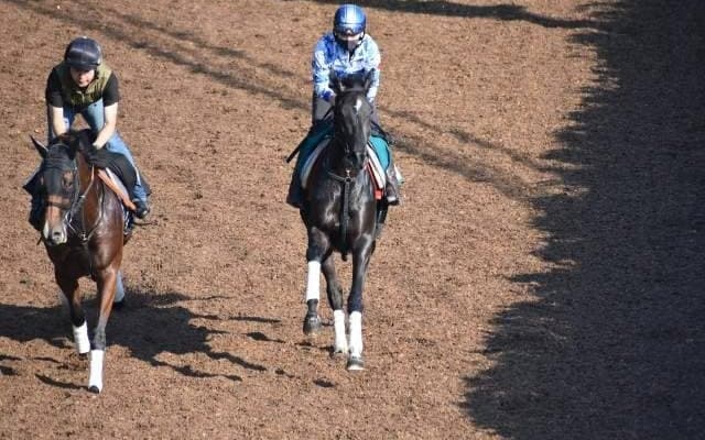 アビラの2019など、先週の入厩情報/栗東トレセンニュース