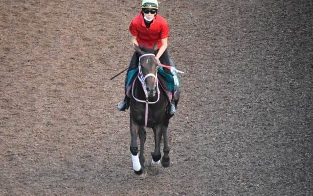 クールココナヒメなど、先週のゲート試験/栗東トレセンニュース