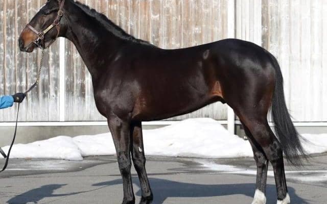 【JRA新馬戦】ジェンティルドンナの半弟メトセラなどがデビュー