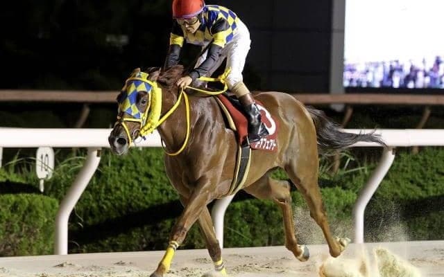 【園田・兵庫サマークイーン賞結果】愛知の伏兵シーアフェアリーが押し切りV