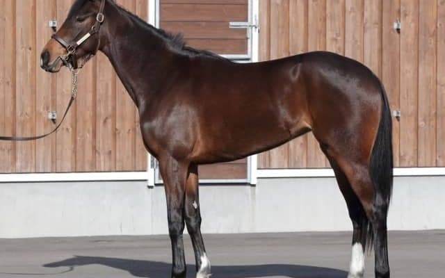 【本日の注目ポイント】新潟開催がスタート 新馬戦で良血馬デビューなど