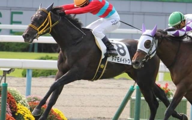 【アイビスSD】直線競馬でAIが指名したのは再度の好走を目論むあの馬