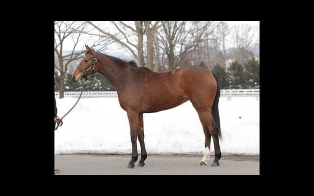 母はアメリカＧＩ３勝の名牝。ディープ産駒の大物ウィズグレイスの評価