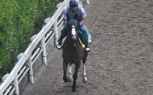 サウンドキアラの半妹 サウンドクレアがデビュー/関西馬メイクデビュー情報