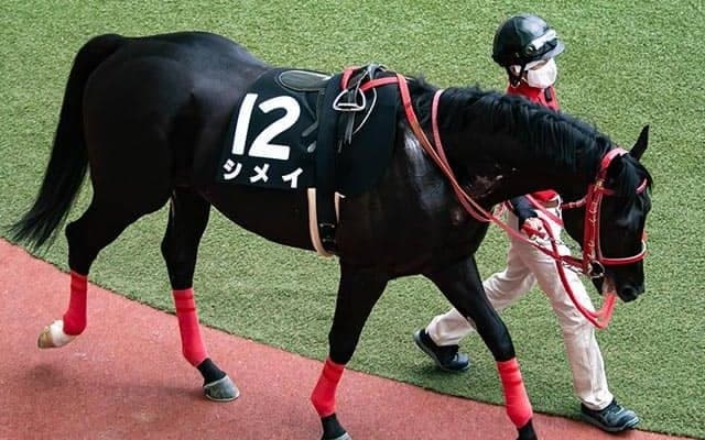 【先週のJRA抹消馬】ヨシオの半弟シメイ、障害競走のベテラン馬2頭など