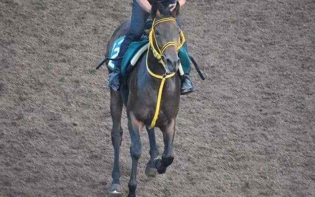 グランデアモーレの2019など、先週のゲート試験/栗東トレセンニュース