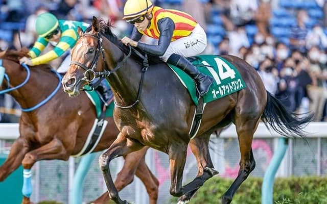 父マクフィも直線コースで勝利　適性を感じさせたオールアットワンスの走り