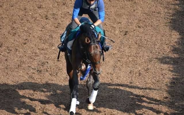 ドバイマジェスティの2019など、先週の入厩情報/栗東トレセンニュース