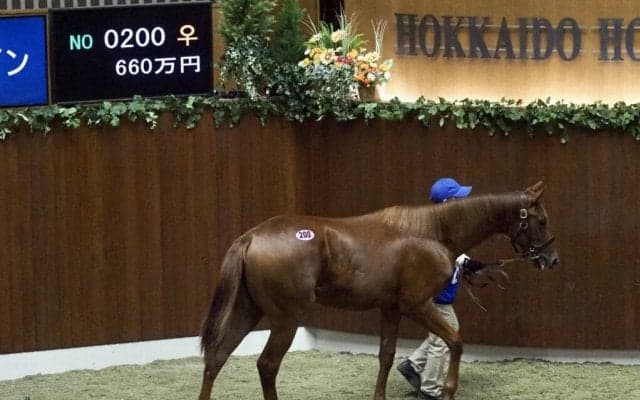 【セレクションセール】ケイティブレイブ半妹が660万円