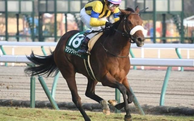 【クイーンS】マジックキャッスル GIのタイトルに向けて落とせぬ一戦