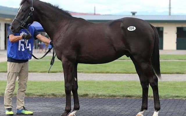 エピファネイア産駒が人気　売り上げ総額が初の40億円台を突破したセレクションセール