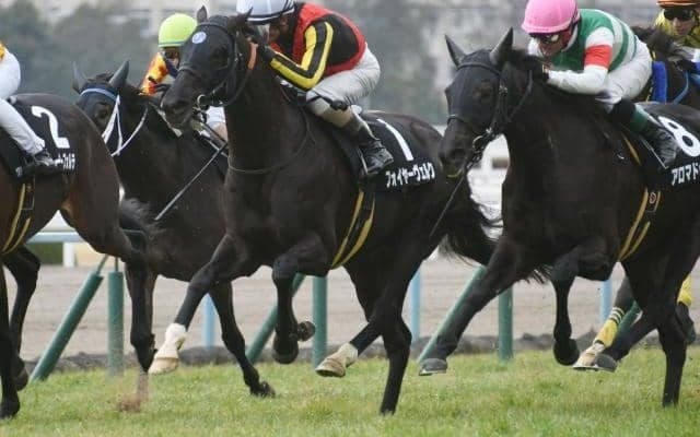 【新潟ジャンプS枠順確定】フォイヤーヴェルクは大外8枠13番、ホッコーメヴィウスは4枠5番