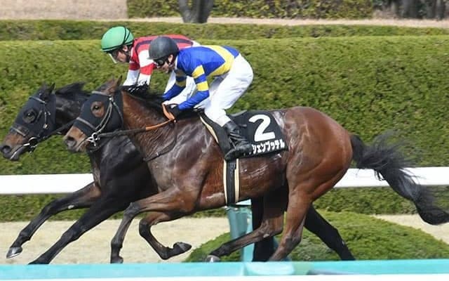 【ブリーダーズGC】藤岡佑介騎手はアッシェンプッテルに騎乗　道営所属馬4頭が回避