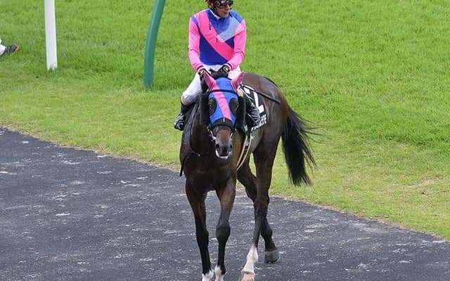 【レパードS想定】前走7馬身差Vメイショウムラクモ、3連勝中ルコルセールなど22頭