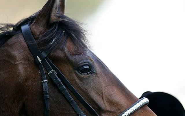 ディープインパクト衝撃の別れから2年　その功績をデータで振り返る