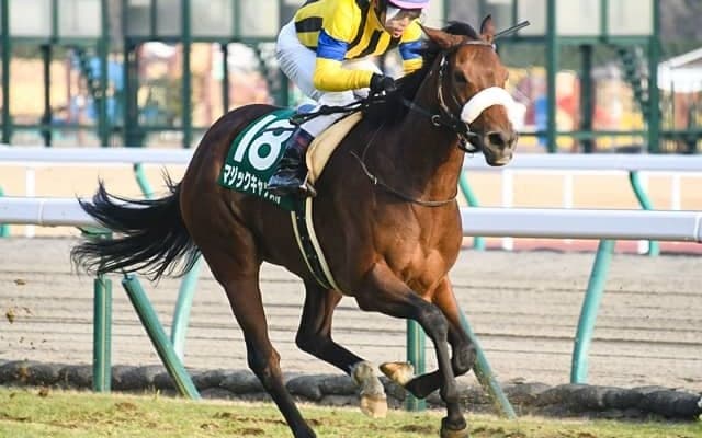 【クイーンS予想】ディープ産駒でも函館洋芝を克服？ AIが示した注目馬は意外にも…/JRA重賞レース展望