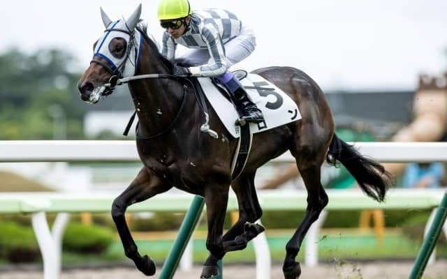 【函館5R新馬戦結果】シルバーステート産駒ロンが逃げ切って完勝