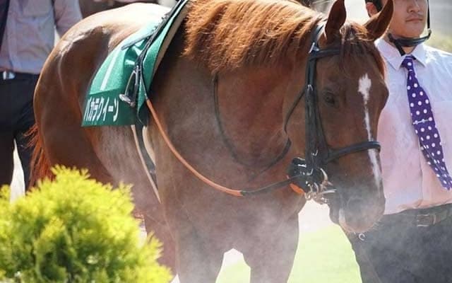 【驀進特別】アイビスSDで波乱を巻き起こしたバカラクイーンが登録