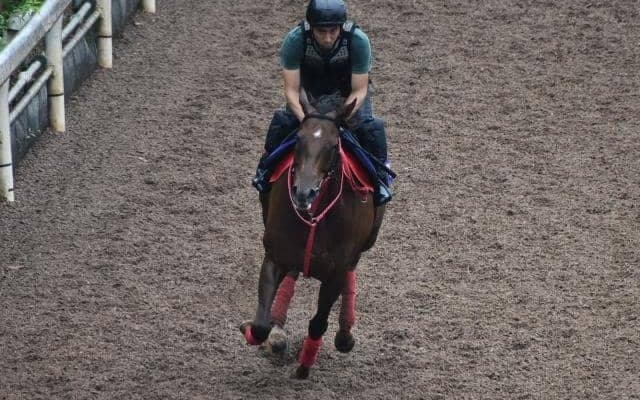 モズスーパーフレアなど、先週の入厩情報/栗東トレセンニュース