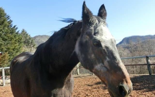 人間に換算すると100歳越え！40歳まで生きたシャルロットに見る「長寿馬アラカルト」