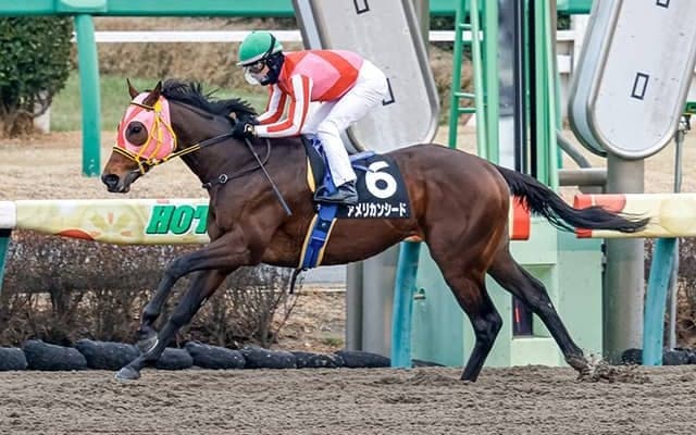 【エルムS予想オッズ】アメリカンシードが単勝2.2倍で予想1番人気に