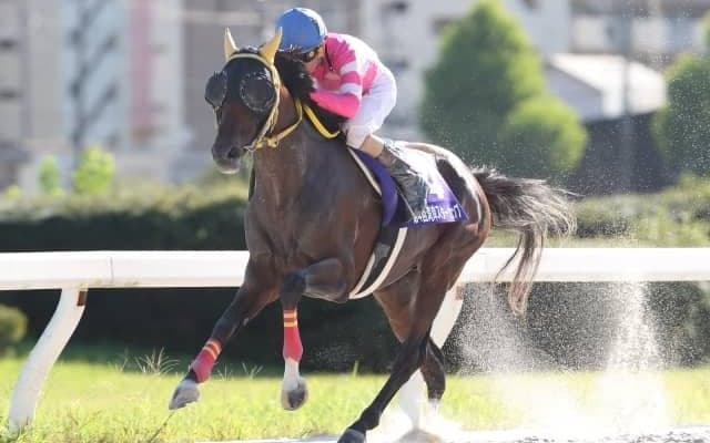 【名古屋・湾岸スターC結果】スプリングメドウが押し切り断然の人気に応える