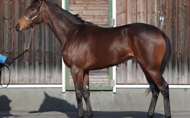 【JRA新馬戦】ステルヴィオの全妹ステルナティーアなどがデビュー