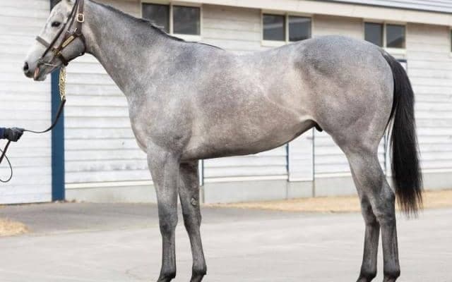 【JRA】宮本厩舎の“ヒロシクン”が初陣「パワーがあります」/ねぇさんのトレセン密着