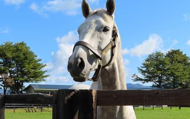 新種牡馬ラニとドリームバレンチノの産駒がJRA初出走