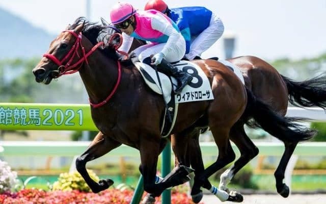 【函館5R新馬戦結果】ヴィアドロローサがゴール前の接戦を制してデビュー勝ち