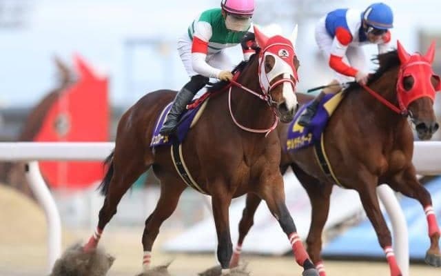 【門別・ブリーダーズゴールドC枠順確定】マルシュロレーヌは5枠5番、メモリーコウは8枠9番