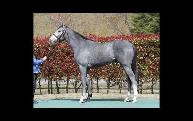 三冠馬の弟サンセットクラウドは「兄より雄大なフットワークを見せる」