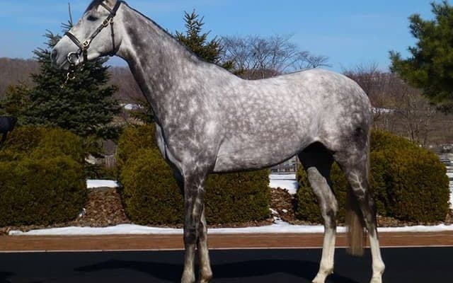 【海外競馬】S.アスムッセン調教師、北米新記録の通算9446勝達成