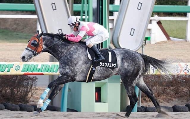 【クラスターC 14時時点オッズ】リュウノユキナが単勝2.6倍で1番人気、マテラスカイが3.5倍で続く