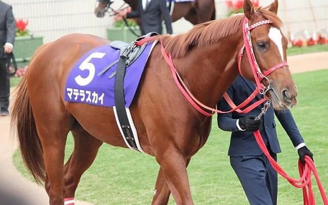 【クラスターC・馬体重】マテラスカイは531kg、ヒロシゲゴールドは480kg(-6)