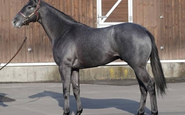 ドゥラメンテの甥ホウオウプレミアがC.ルメール騎手でデビュー/関東馬メイクデビュー情報