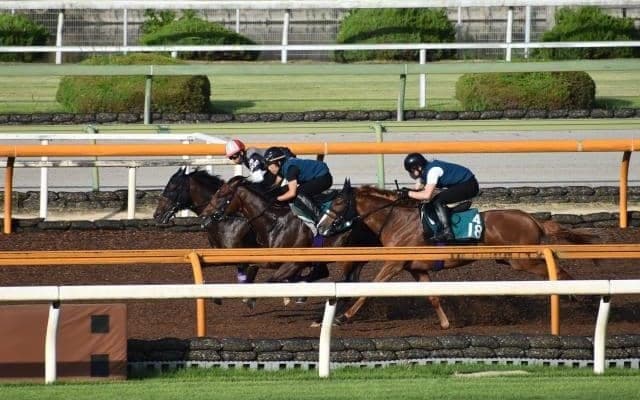 ヨーホーレイク半弟ダンテスヴューがデビュー/関西馬メイクデビュー情報