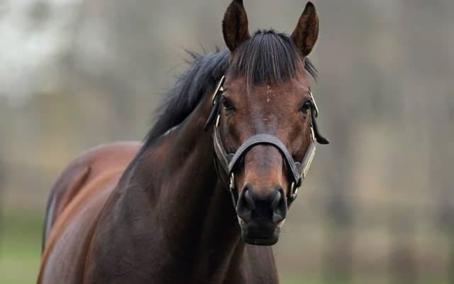 受け継がれる“大王”の血　キングカメハメハの功績を活躍馬と共に振り返る