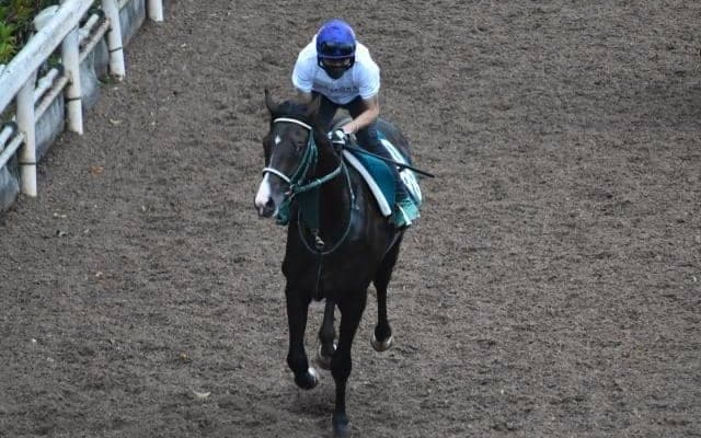 ルイナールカズマなど、先週のゲート試験/栗東トレセンニュース