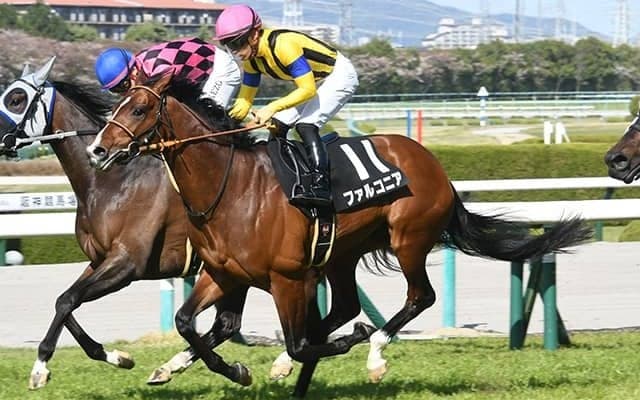【小倉記念予想オッズ】ファルコニアが予想1番人気、ヴェロックスが続く