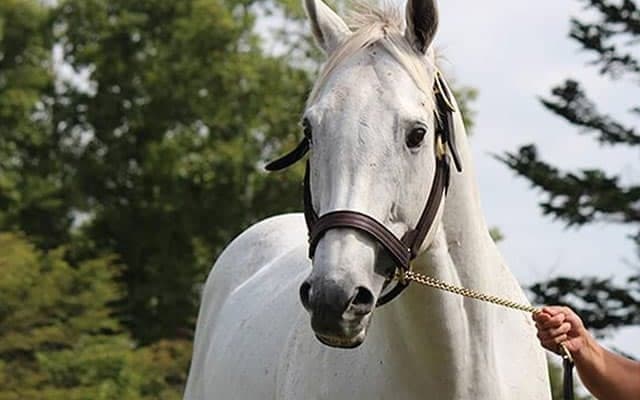 馬が喉を詰まらせる危険も…牧場見学でよくあるトラブルとは