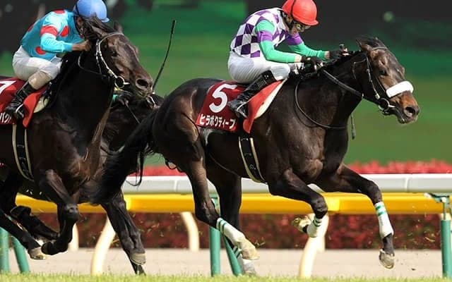 新種牡馬ヒラボクディープ国内唯一の産駒がデビュー、日曜新潟5Rのヒラボクレガシー