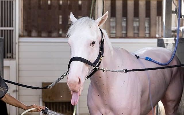 「ソダシの全部が好きです！」須貝尚介調教師が明かす“可愛いポイント”とは？