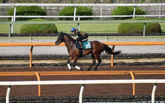 母は米G1馬のダノンアーリーがデビュー/関西馬メイクデビュー情報