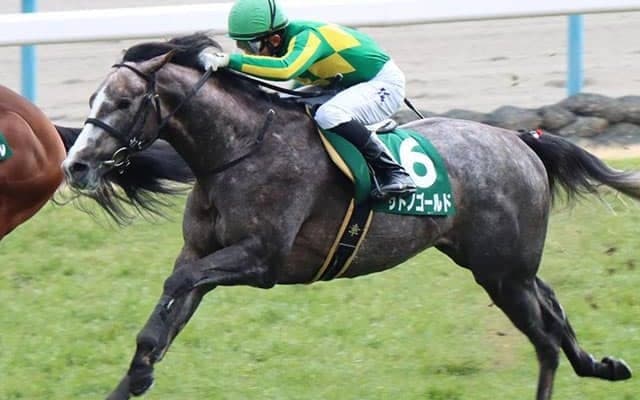 【先週のJRA抹消馬】19年札幌2歳S2着のサトノゴールド、ミッキークイーン全妹リズムオブラヴなど