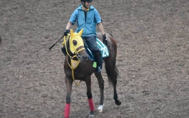 メイショウコウヨウなど、先週のゲート試験/栗東トレセンニュース