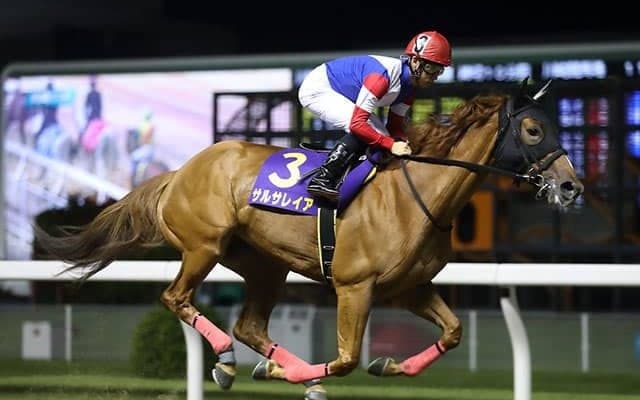 【名古屋・秋桜賞】サルサレイア、グランデストラーダなど地方他地区所属の選定馬が発表